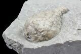 Cystoid Fossil (Holocystites) on Rock - Indiana #85704-2